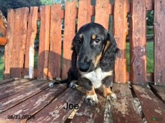 Miniature Dachshund dogs Joe - Ad 26