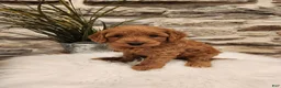 Mini Goldendoodle dogs for sale: BELLA - Mini Goldendoodle Puppy 7 - Ad 1