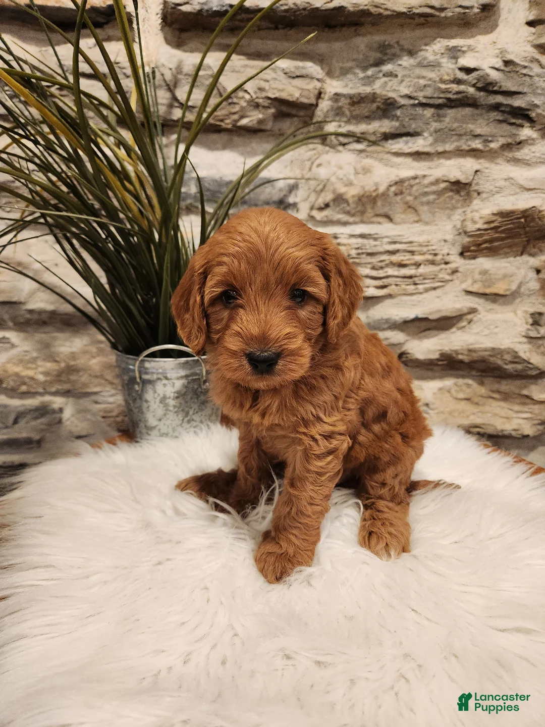 Mini Goldendoodle dogs for sale: BELLA - Mini Goldendoodle Puppy 7 - Ad 1