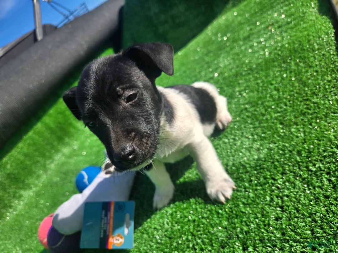 Jack Russell Terrier dogs for sale: Jack Russell Terrier Puppy 1 - Ad 3