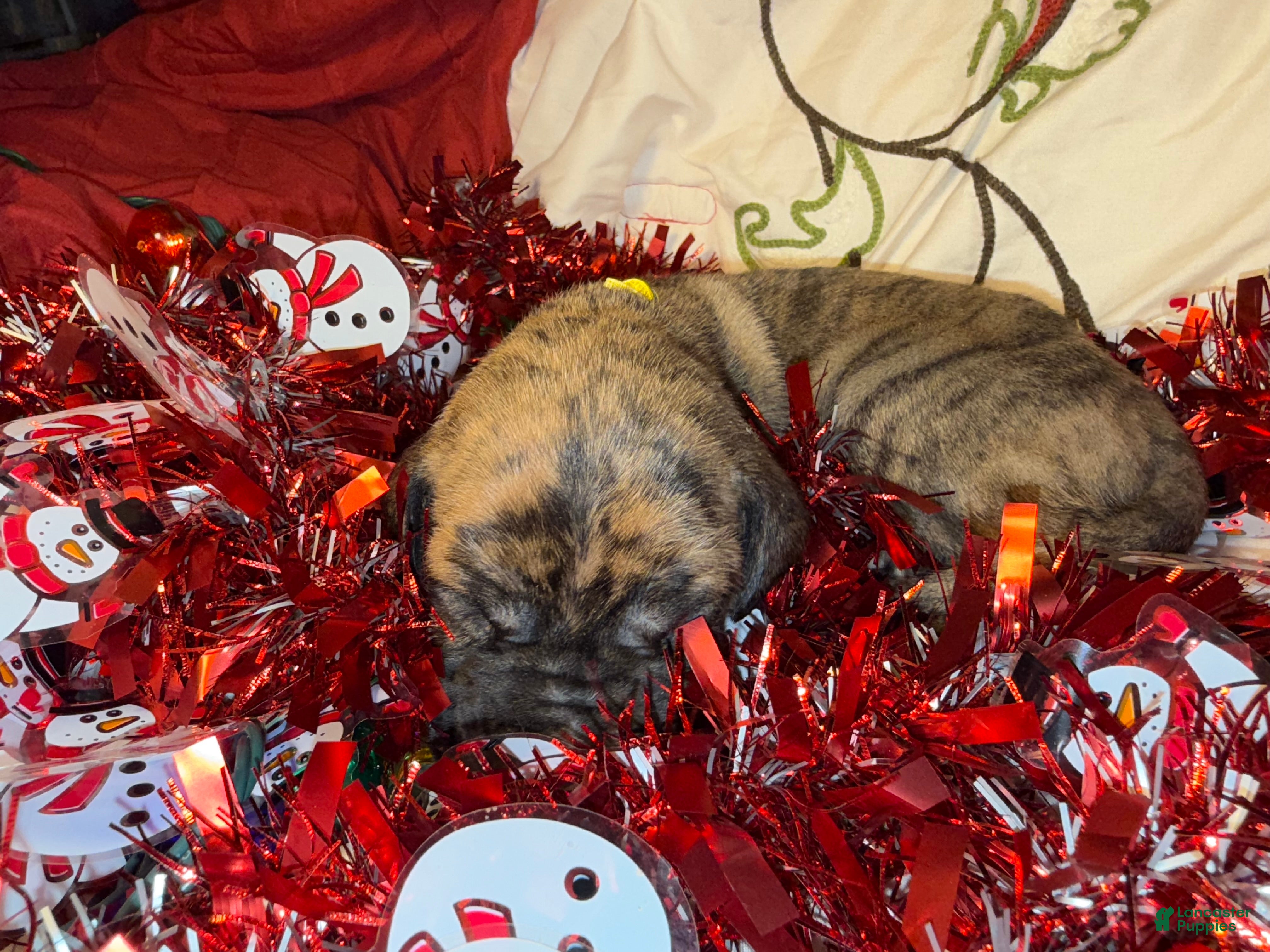 Great Dane dogs Francine - Ad 33