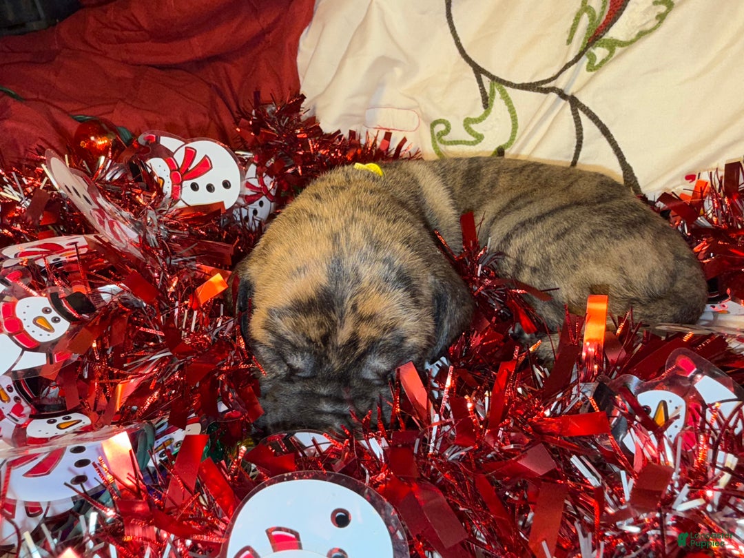 Great Dane dogs for sale: Francine - Ad 1