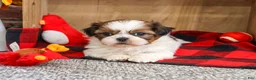 Shih Tzu dogs for sale: Junior - Ad 3
