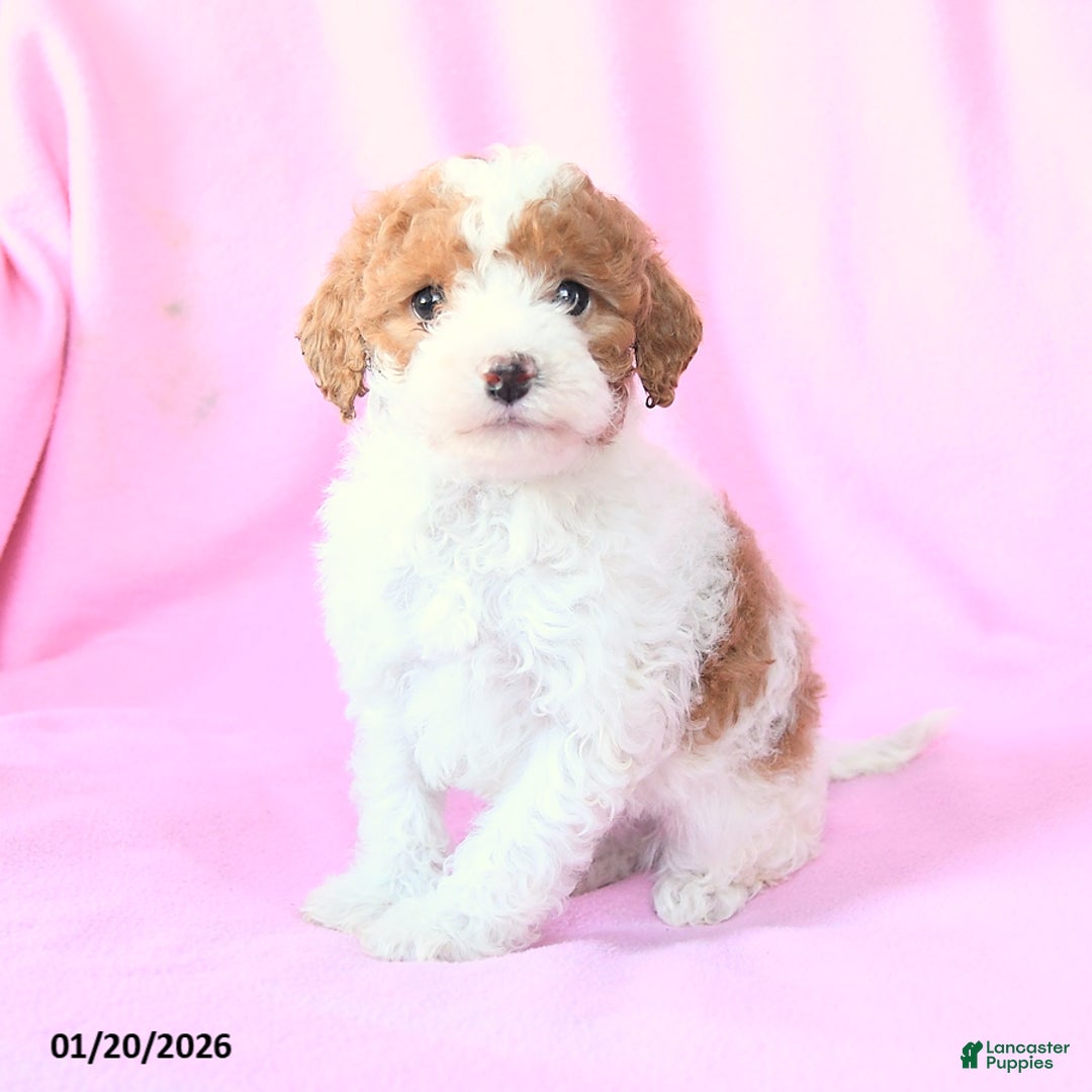 Toy Poodle dogs for sale: Oliver - Ad 5
