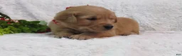 Golden Retriever dogs for sale: LESLIE - Ad 16