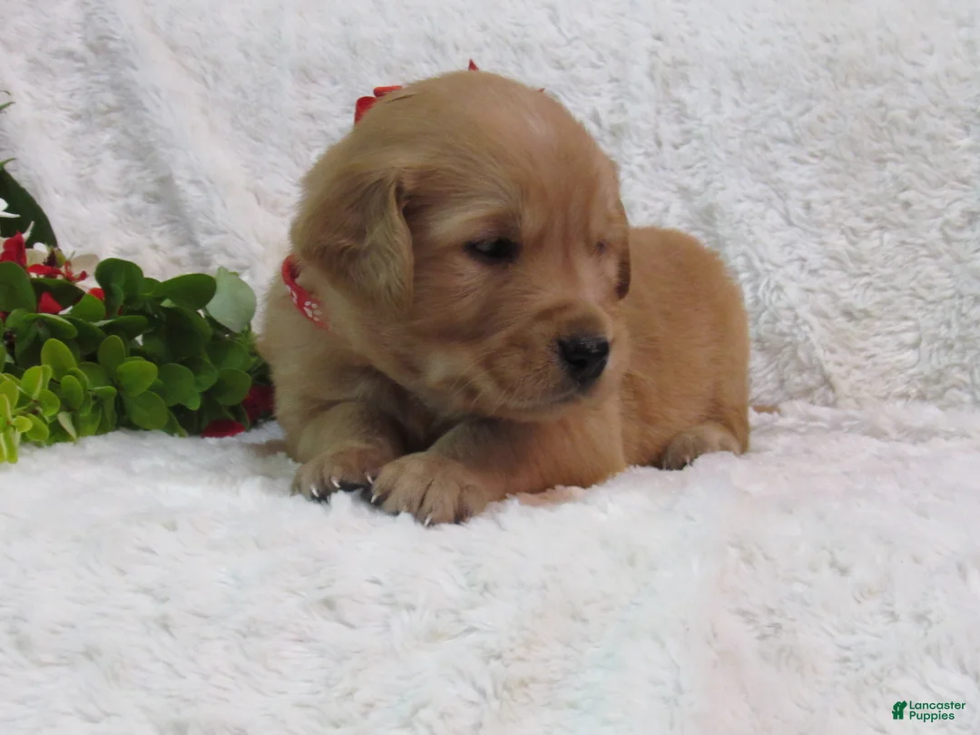 Golden Retriever dogs for sale: LESLIE - Ad 16