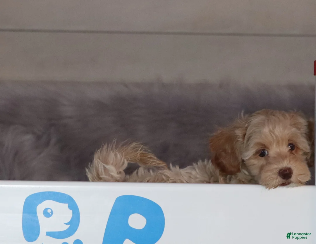 Havapoo dogs for sale: Addie 👨‍👨‍👦‍👦💞🐕Miniature - Ad 15