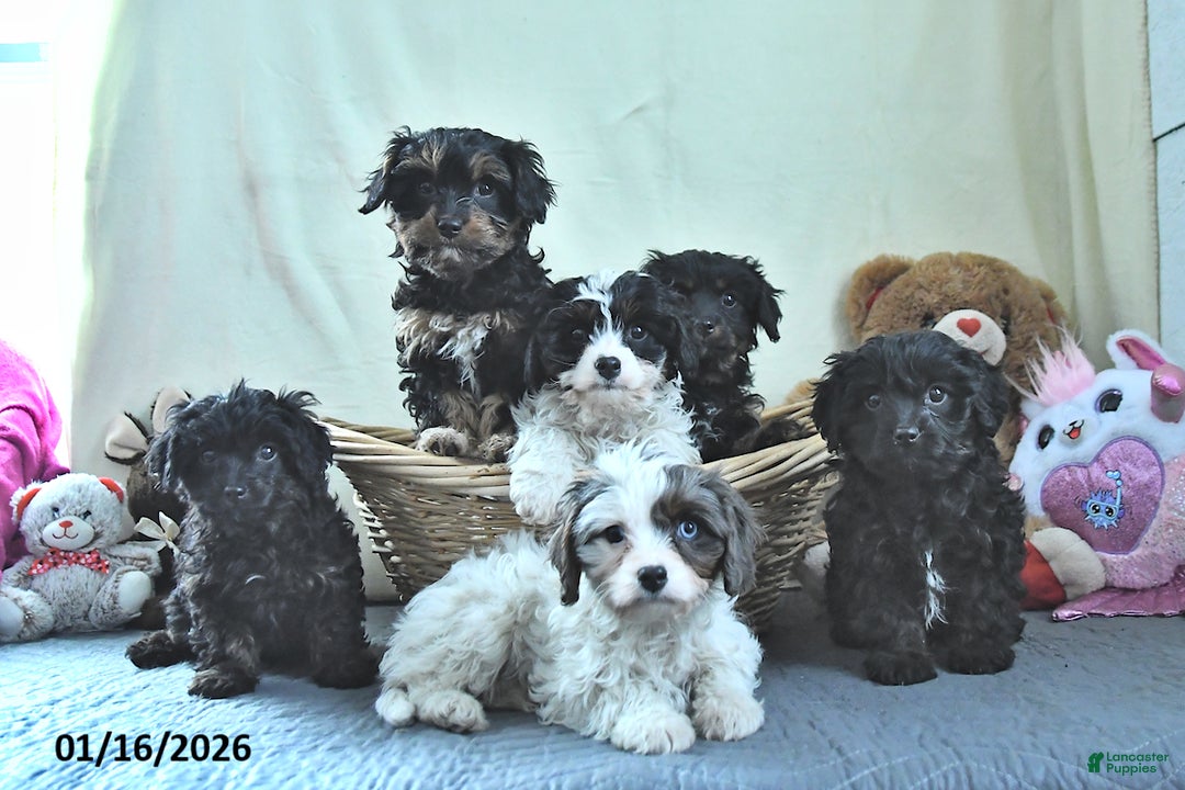 Cavapoo dogs for sale: Griffin - Ad 5