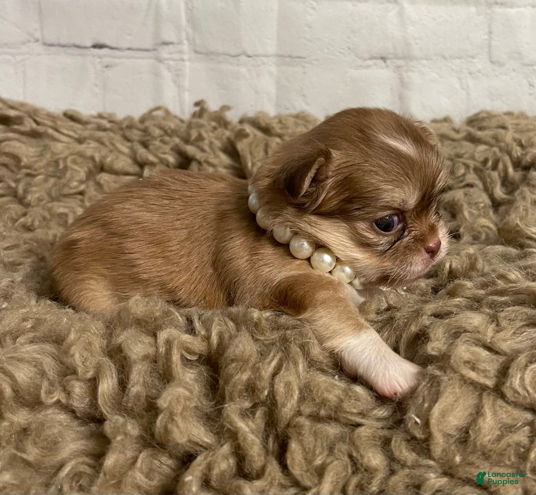 Chihuahua dogs for sale: Chihuahua Puppy 1 - Ad 3