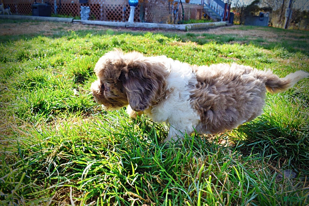 Havapoo dogs for sale: Patches - Ad 11