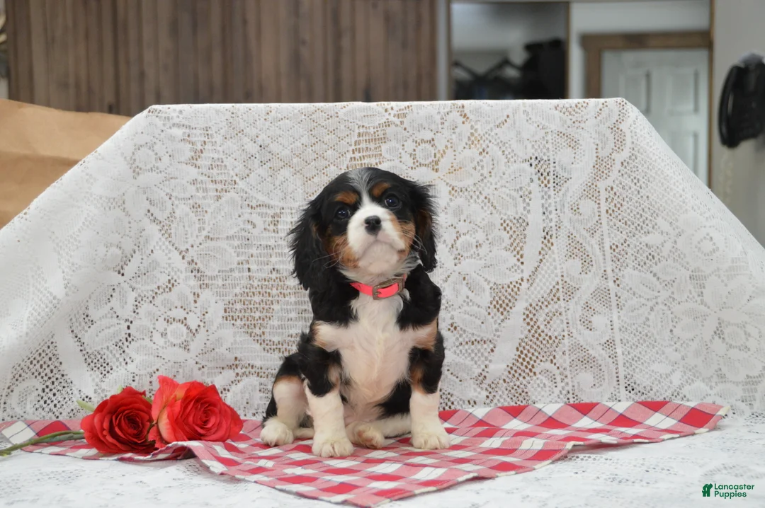Cavalier King Charles Spaniel dogs for sale: Dorie - Ad 4