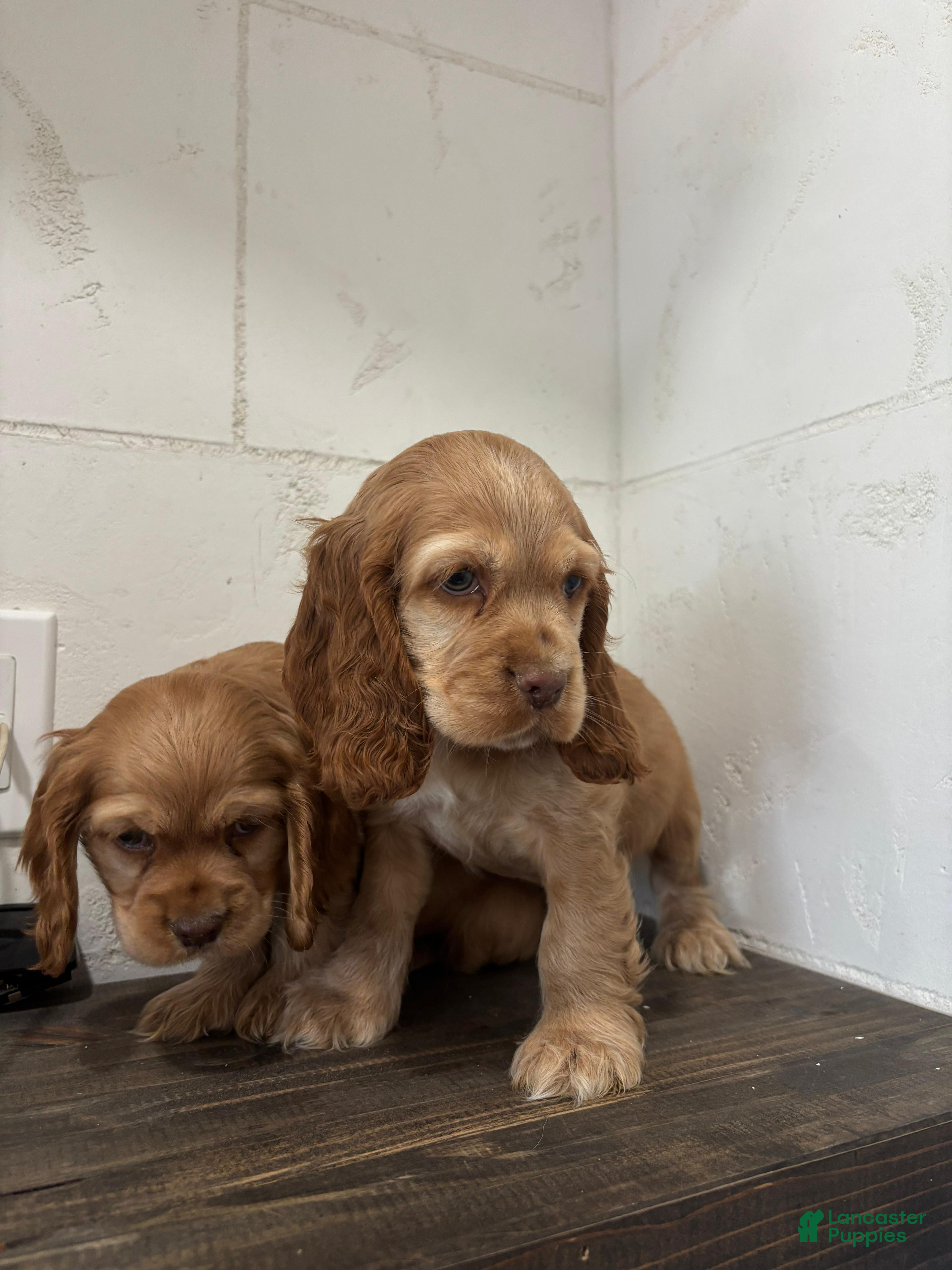 English Cocker Spaniel dogs English Cocker Spaniel Puppy 3 - Ad 8