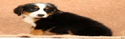 Bernese Mountain Dog dogs for sale: Joy - Ad 8