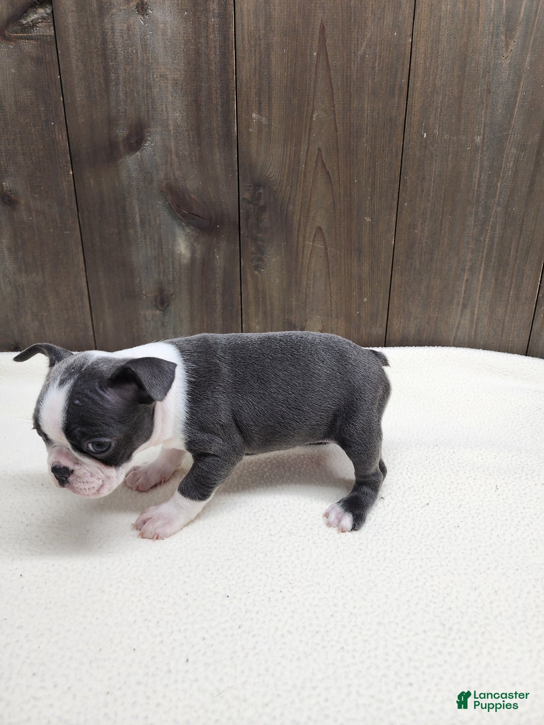 Boston Terrier dogs for sale: Boston Terrier Puppy 5 - Ad 6