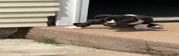 American Bully dogs for sale: Tough Guy Tux - Ad 2