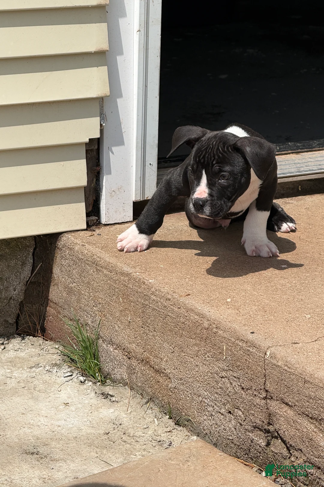 American Bully dogs for sale: Tough Guy Tux - Ad 2