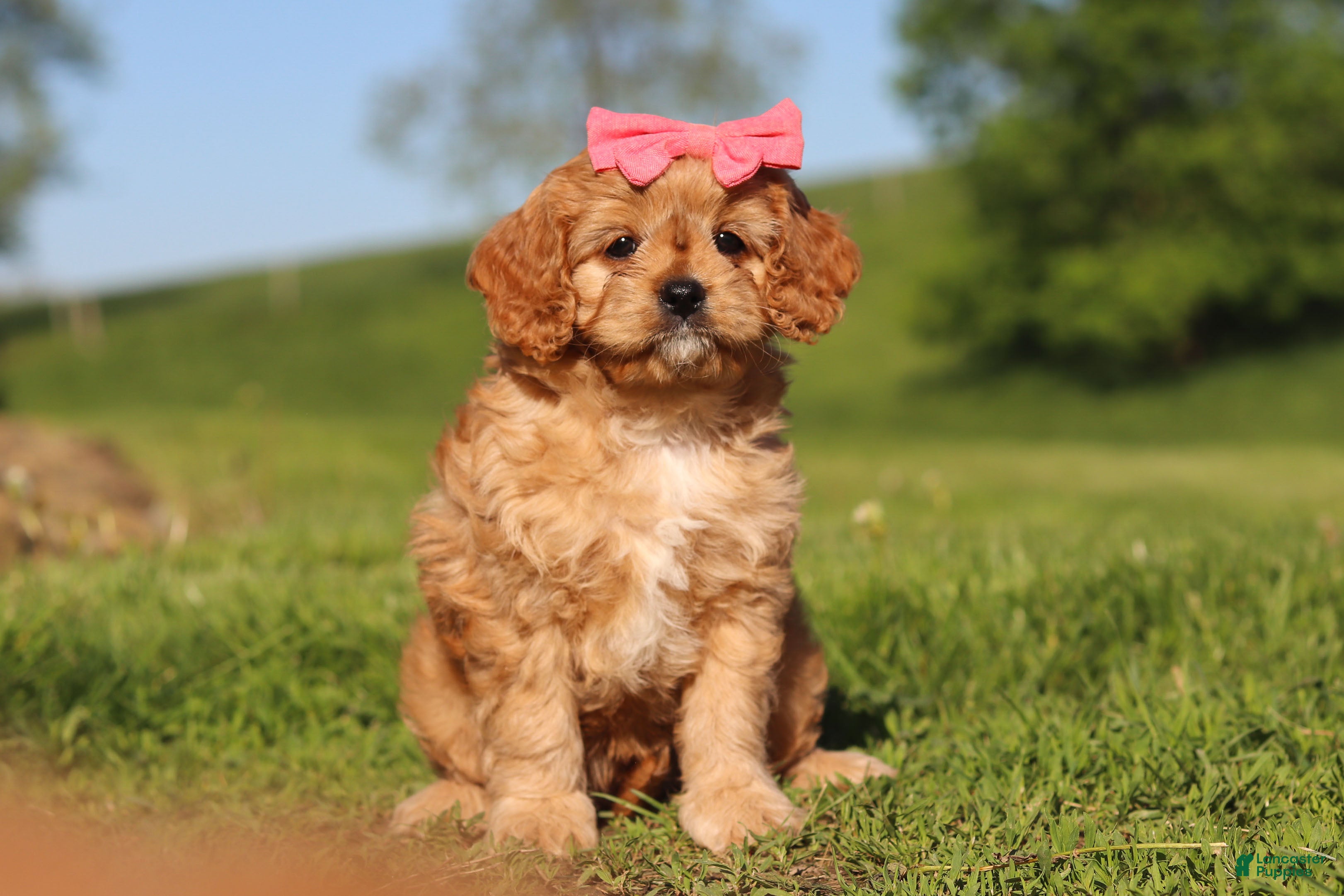 Cavapoo dogs Cocoa - Ad 1
