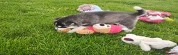 Siberian Husky dogs for sale: Avery  - Ad 5