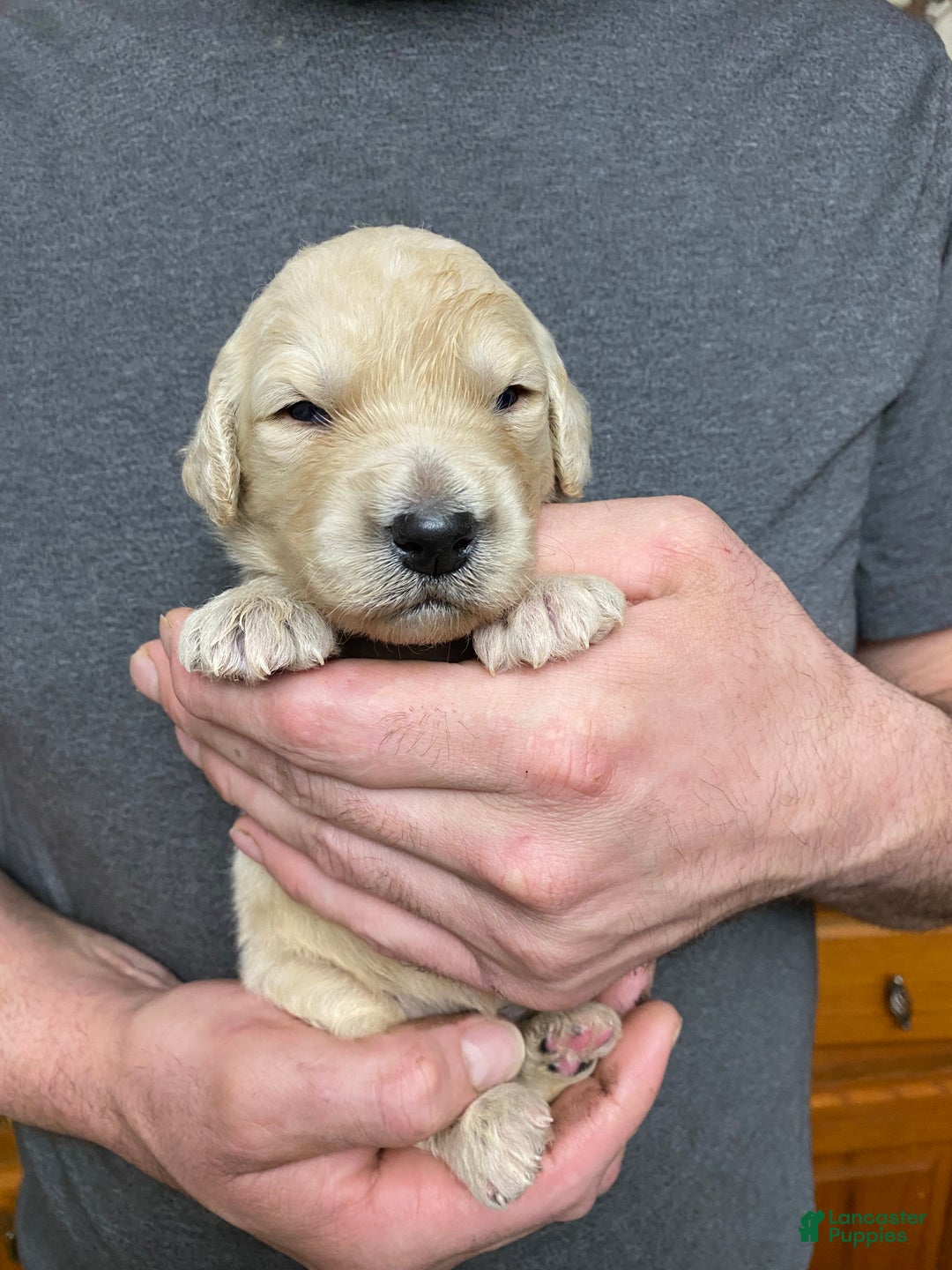Goldendoodle dogs for sale: Goldendoodle Puppy 4 - Ad 10