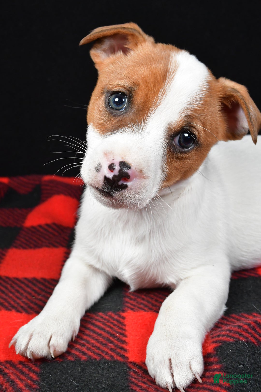 Jack Russell Terrier dogs for sale: Thunder - Ad 7