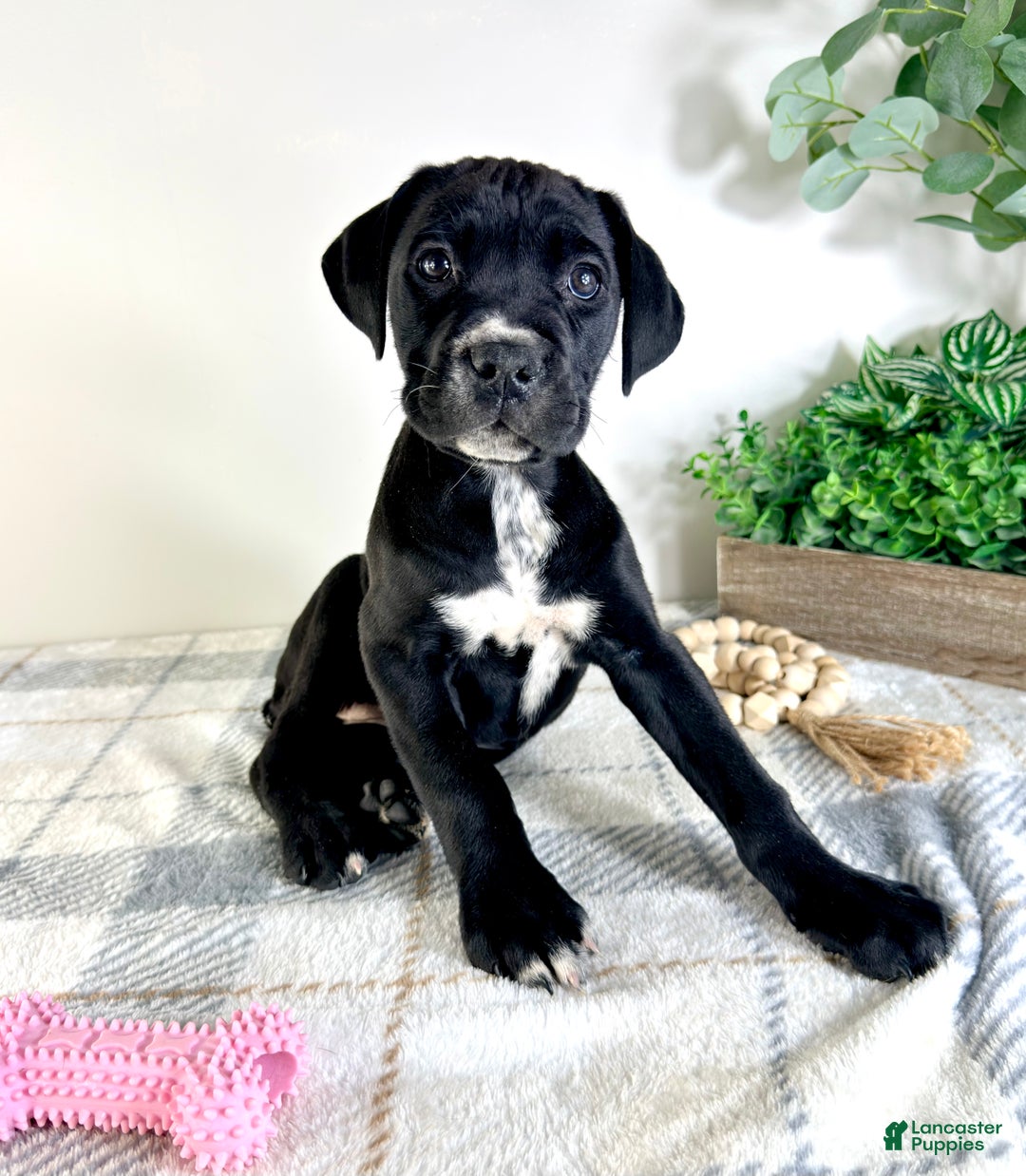 Cane Corso dogs for sale: Xena - Ad 4