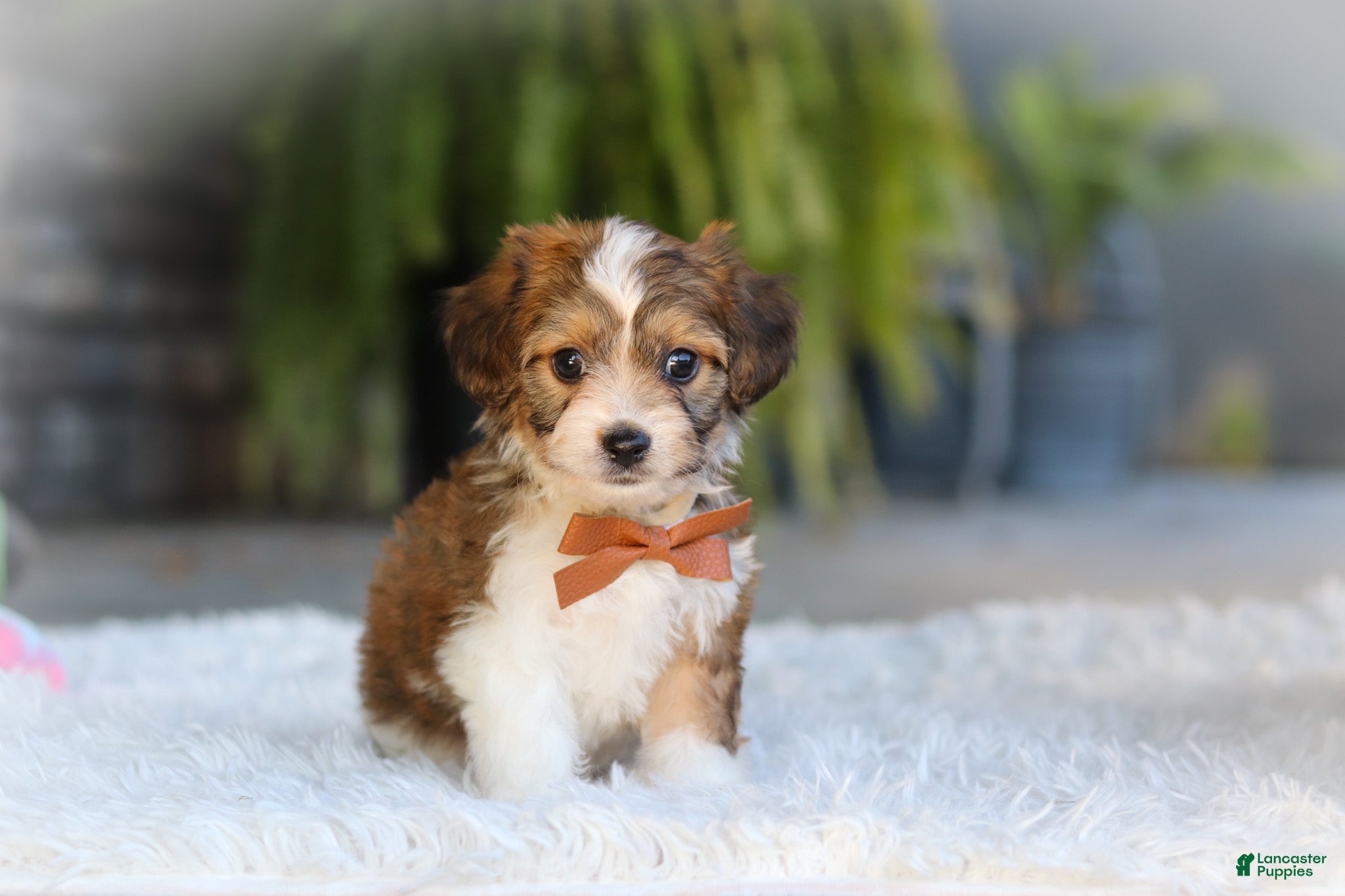 Cavachon dogs Braxton - Ad 1