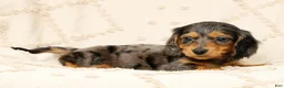 Miniature Dachshund dogs for sale: Oscar - Ad 7