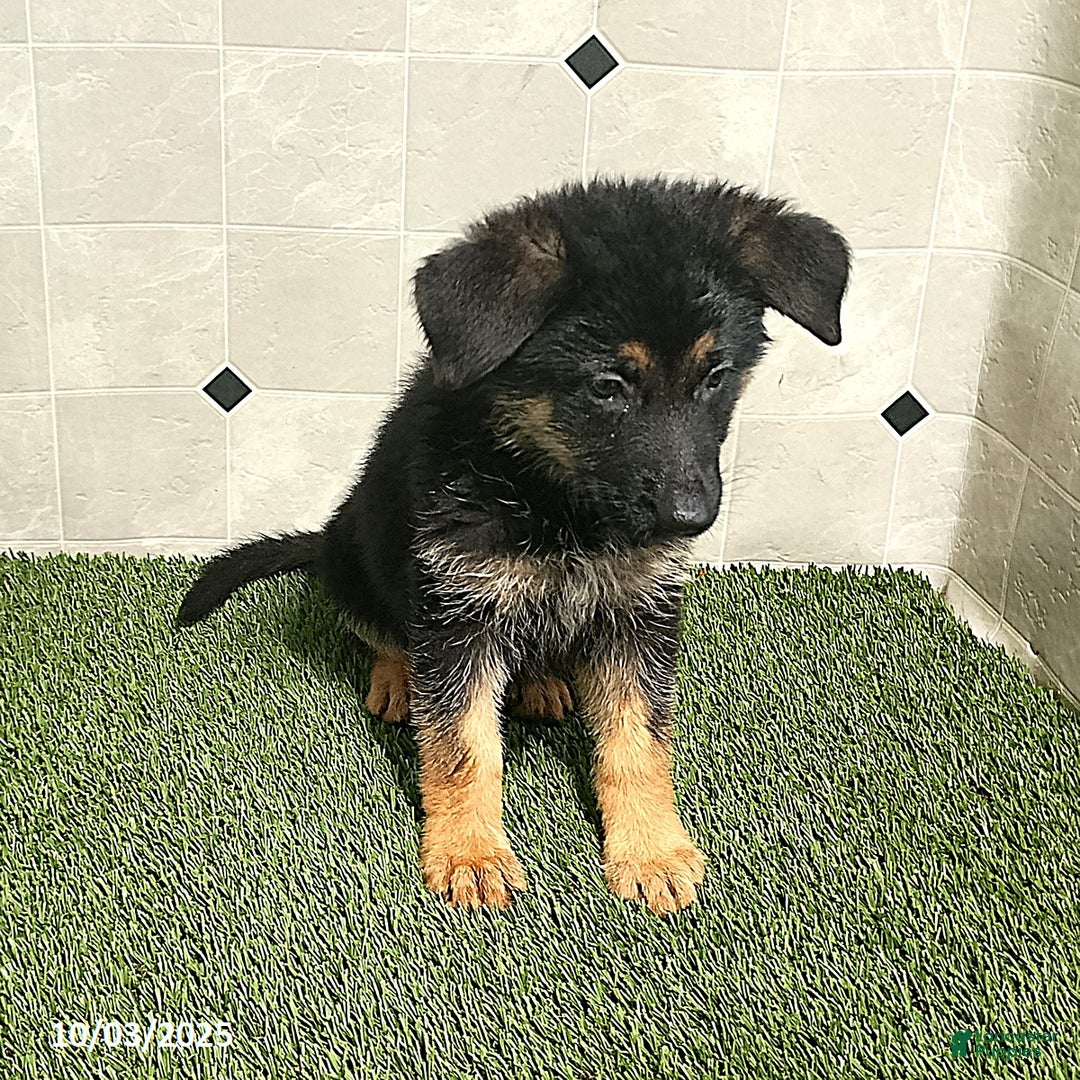 German Shepherd dogs for sale: Sugar - Ad 3