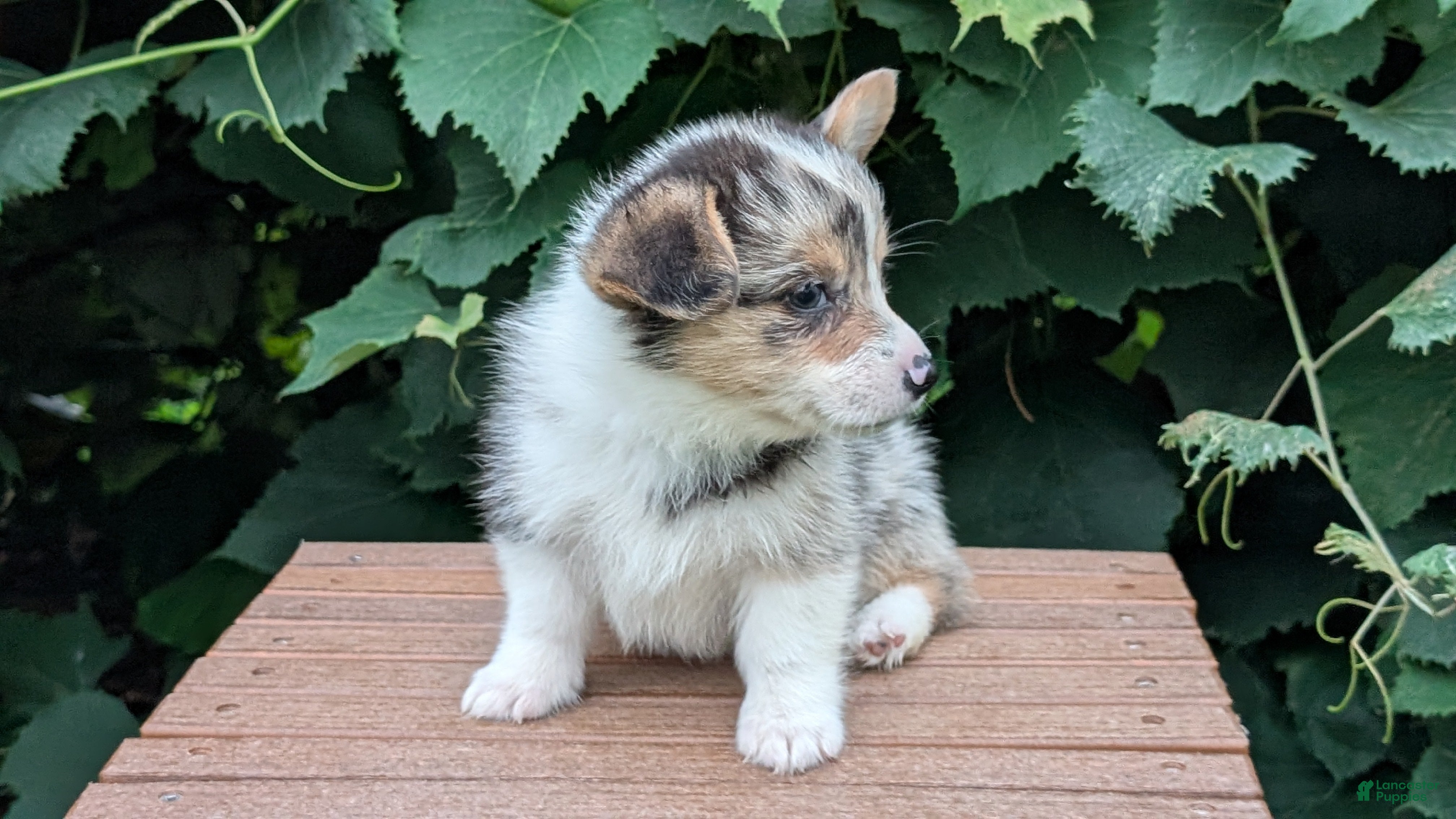 Welsh Corgi Pembroke dogs Jagger - Ad 2