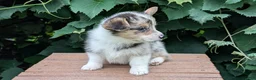 Welsh Corgi Pembroke dogs for sale: Jagger - Ad 2