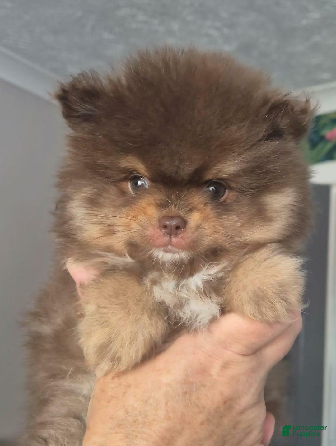 Pomeranian dogs for sale: Sofia - Ad 1