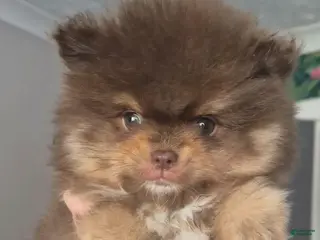 Pomeranian dogs Sofia - Ad 15