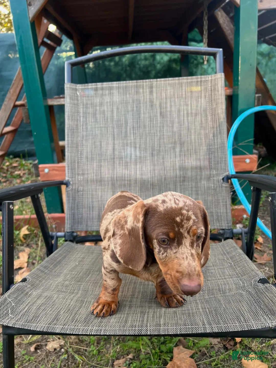 Dachshund dogs for sale: Slinky - Ad 4