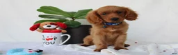 Cavapoo dogs for sale: Sammy - Ad 5