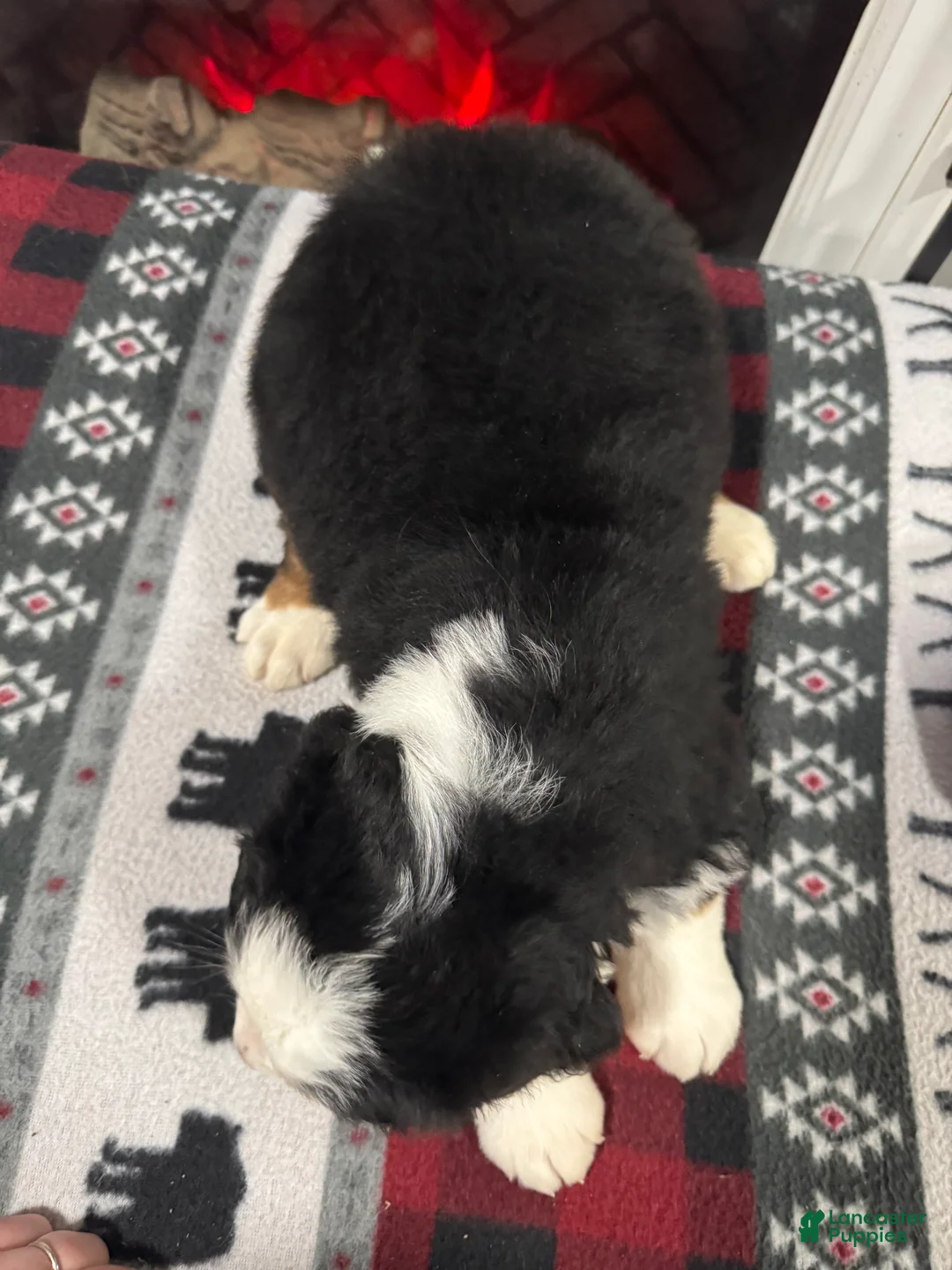 Bernese Mountain Dog dogs for sale: Hope - Ad 4