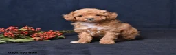 Toy Poodle dogs for sale: Nicholas - Ad 1