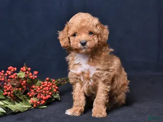 Toy Poodle dogs Nicholas - Ad 18