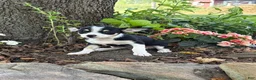 Mixed Breed dogs for sale: Bella - Ad 5