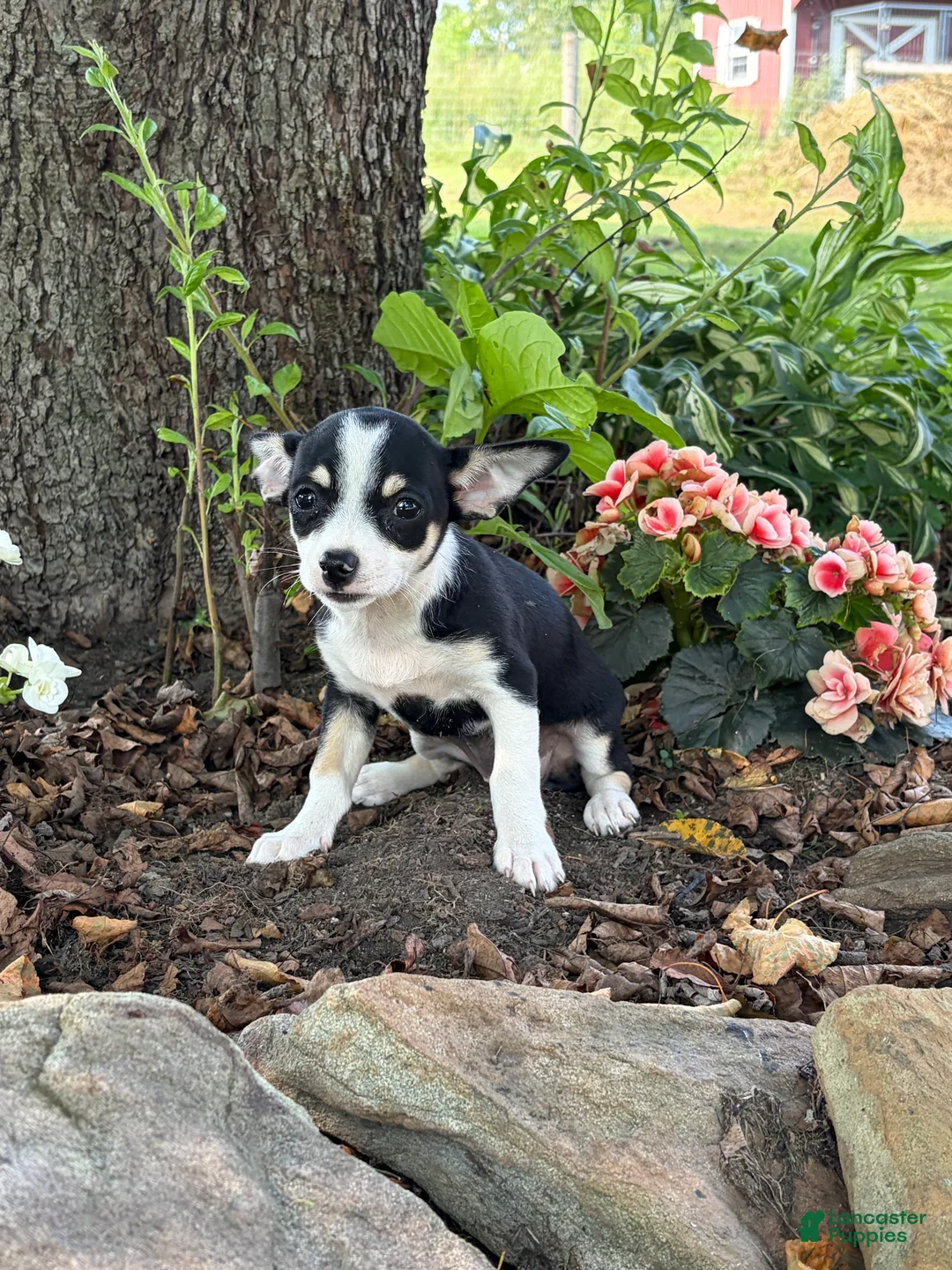 Mixed Breed dogs for sale: Bella - Ad 5
