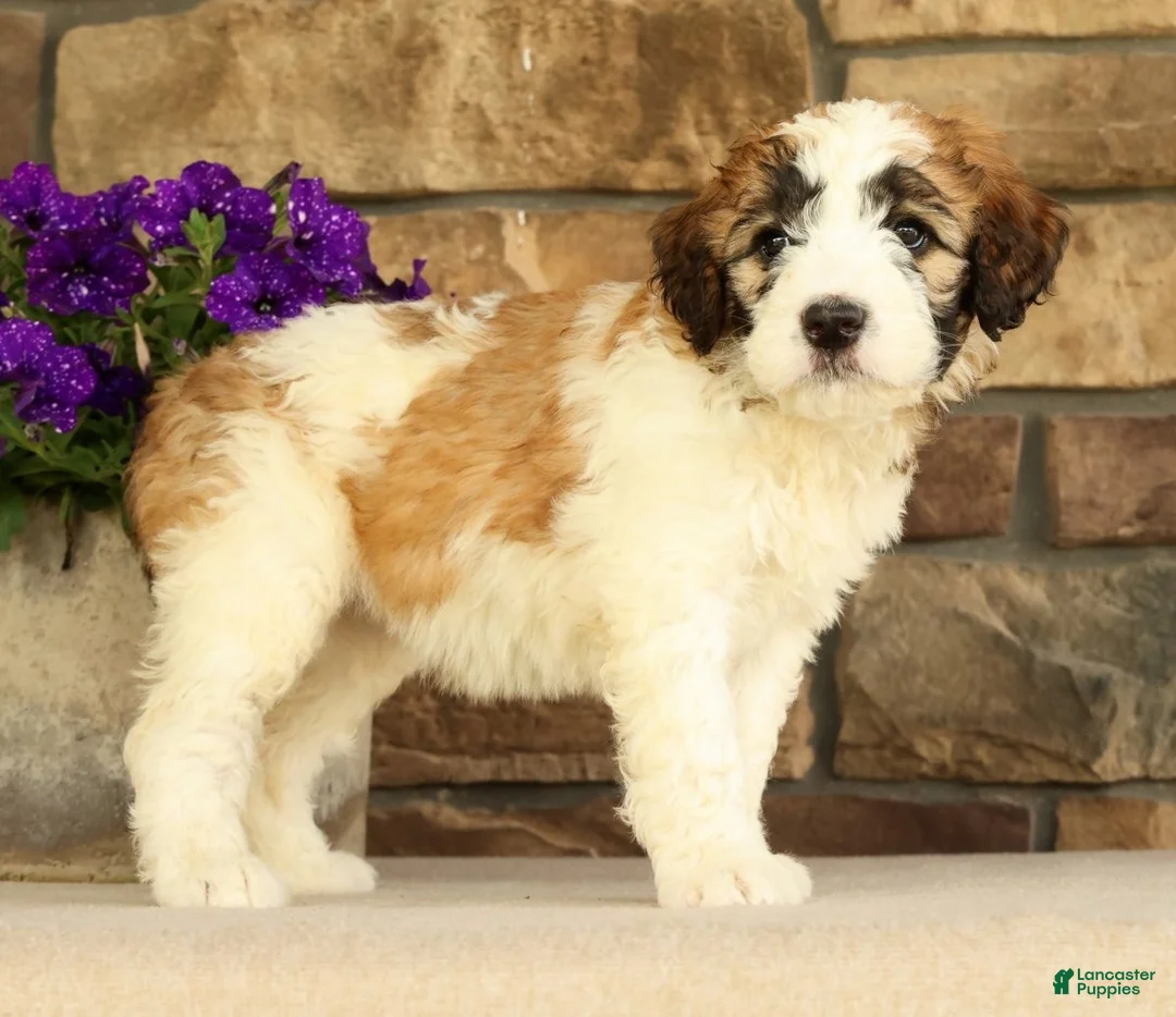 Saint Berdoodles dogs for sale: Mia - Ad 2