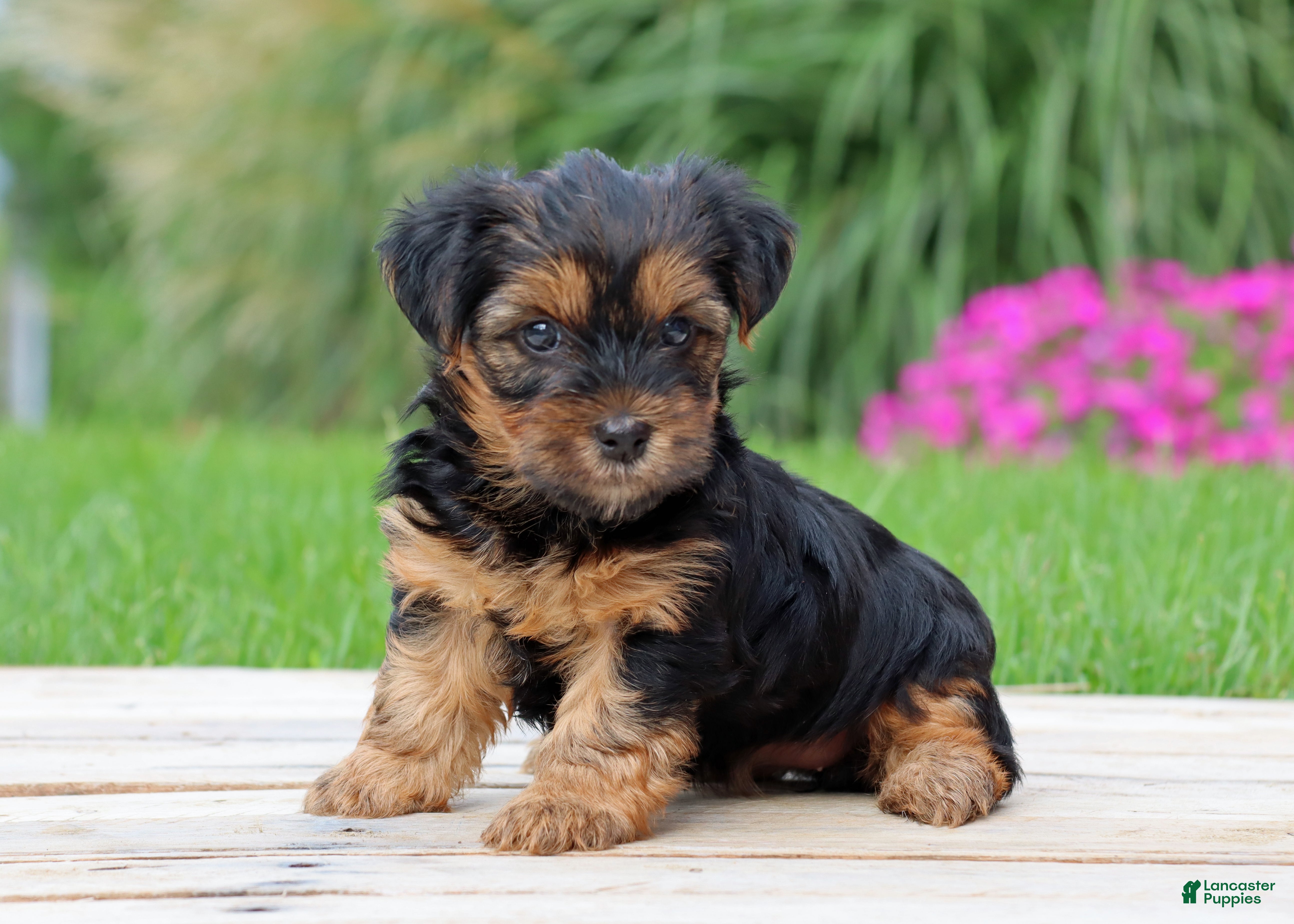 Yorkshire Terrier dogs Brinn - Ad 1