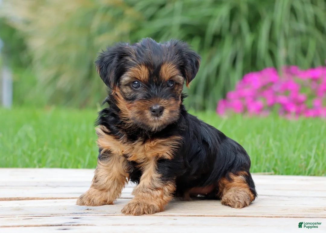 Yorkshire Terrier dogs for sale: Brinn - Ad 1