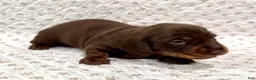 Miniature Dachshund dogs for sale: Miniature Dachshund Sadie [DNA Proof] - Ad 2