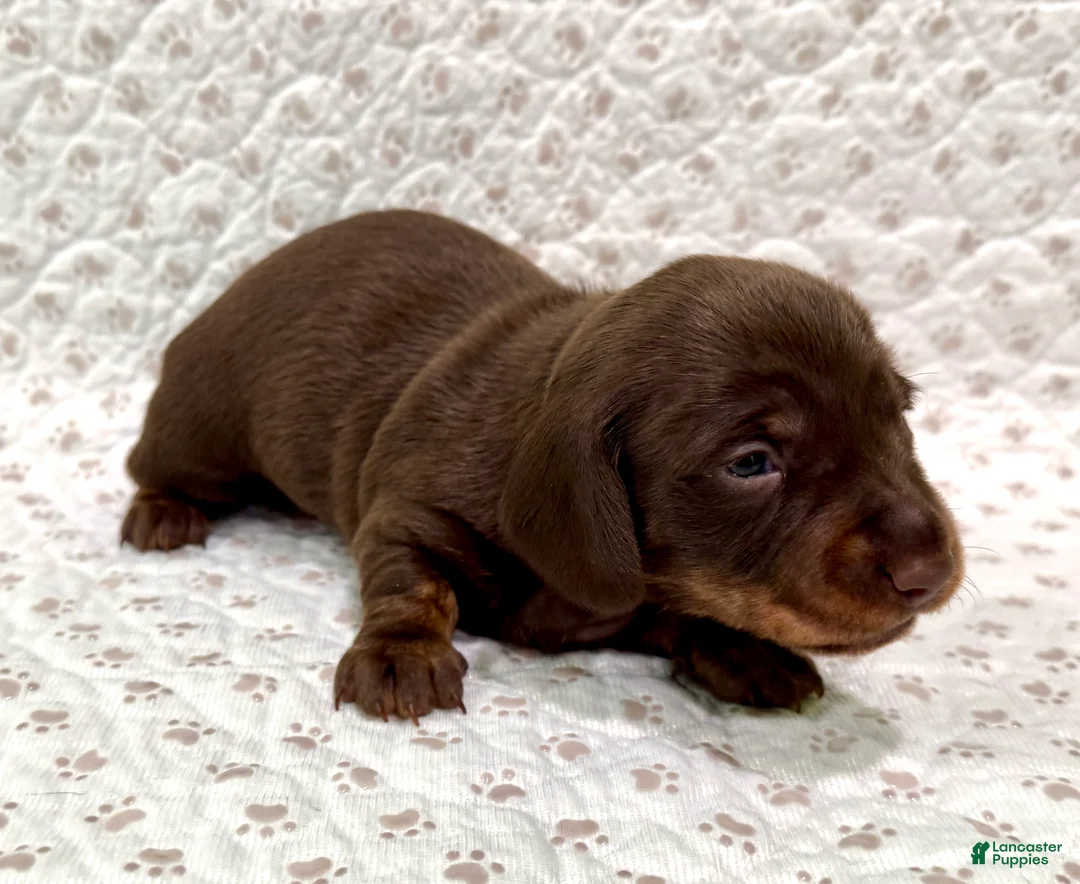 Miniature Dachshund dogs for sale: Miniature Dachshund Sadie [DNA Proof] - Ad 2