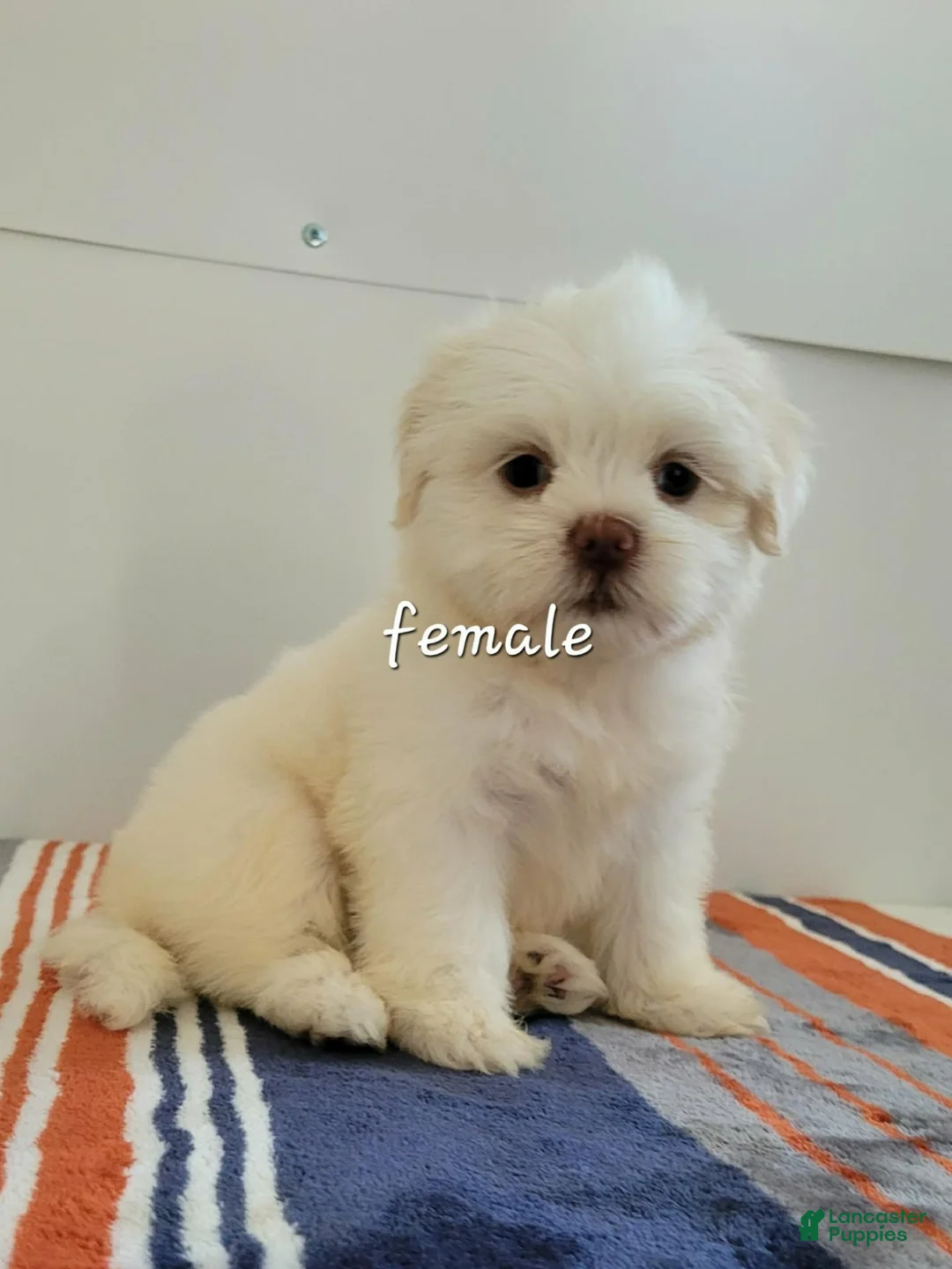 Shih Tzu dogs for sale: Shih Tzu 4 - Ad 1