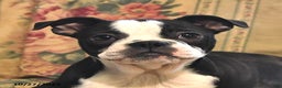 Boston Terrier dogs for sale: Hazel - Ad 5