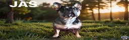 French Bulldog dogs for sale: French Bulldog Puppy 2 - Ad 3