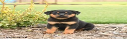 Rottweiler dogs for sale: Rex - Ad 2