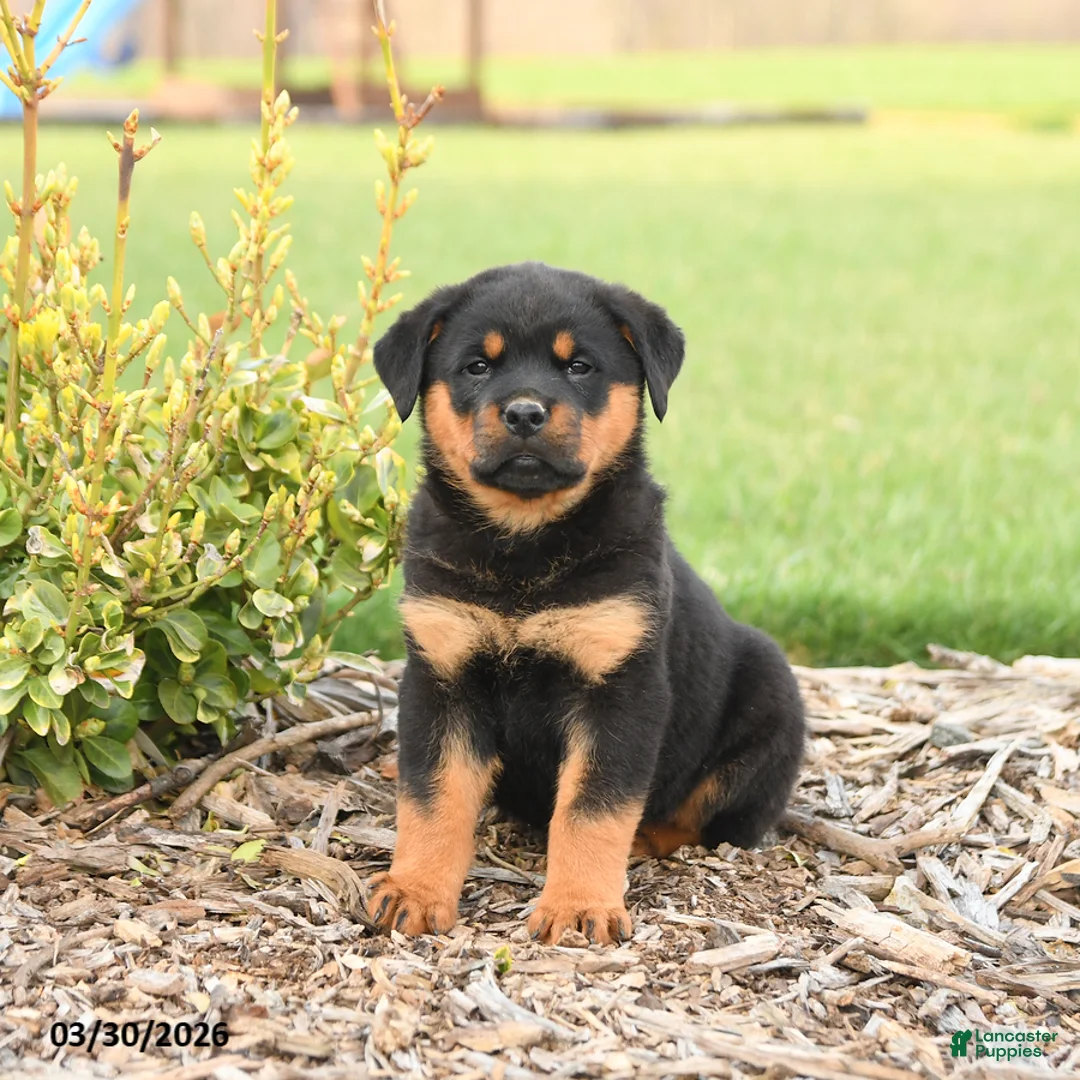 Rottweiler dogs for sale: Rex - Ad 2
