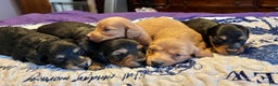Miniature Dachshund dogs for sale: Triscuit Russian red - Ad 3